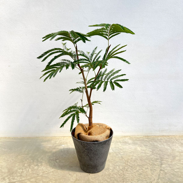 観葉植物/エバーフレッシュ5号鉢植...