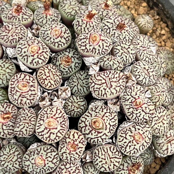 観葉植物/コノフィツム：ミニマムウ...