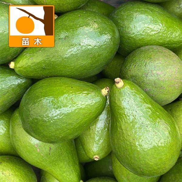 果樹の苗/アボカド：台湾大型4.5...