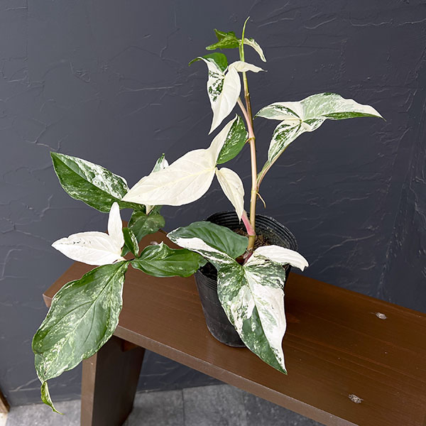 Rakuten - 観葉植物/シンゴニウム・フレンチマーブル スペシャルセレクト 4号ポット