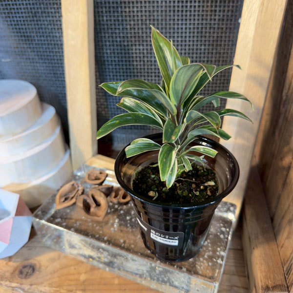 楽天市場】ドラセナ コンパクタ（花・観葉植物｜花・ガーデン・DIY）の通販
