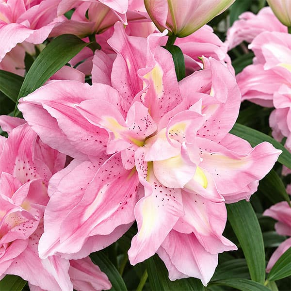 小型 八重咲きオリエンタル百合 秋植え球根 開花期7-8月球根/ユリ：ラッキーリリー ラッキーエンジェル1球入り「ラッキー（幸運）」と名付けられた可愛らしい品種のユリです。華やかな八重咲きで花もちが良く、花粉も少ないので切り花でも楽しめます。「ラッキーエンジェル」は桃花の中心にクリーム色のストライプが入る可愛らしい花色です。植えつけ適期10-3月開花期7-8月草丈約80-90cm用途切花・花壇・鉢植え栽培方法：到着後は球根が乾かないうちに、明るい日陰に早めに植え付けてください。鉢植えは赤玉土6・腐葉土4の用土で、9号以上の深鉢に植えます。65cmの標準プランターなら3球が目安です。球根の上の茎から養分を吸収する根が伸びるため、球根の高さの約3倍の深さに植え付けます。寒さに強く、戸外で水を切らさず管理できます。春に芽が伸び始めたら、液肥や化成肥料を追肥してください。花後は花柄を切り、葉と茎を残して球根を太らせます。鉢植えは毎年秋、地上部が枯れたら掘り上げ、早めに新しい土で植え直してください。庭植えは、環境が合えば植えたまま毎年花を楽しめます。鉢植えは土の劣化や球根の混み合いを防ぐため、秋に地上部が枯れてから植え替えるのがおすすめです。写真は開花時のイメージです。※球根に細かな傷がある場合がありますが、生育には支障ありません。ユリ：ラッキーリリー ラッキーエンジェル1球入りの栽培ガイド秋植え球根のダブルデッカー植え球根の植付け秋植え球根【秋植え球根】植えつけ深さの目安植えっぱなしで毎年咲く、おすすめの球根植物