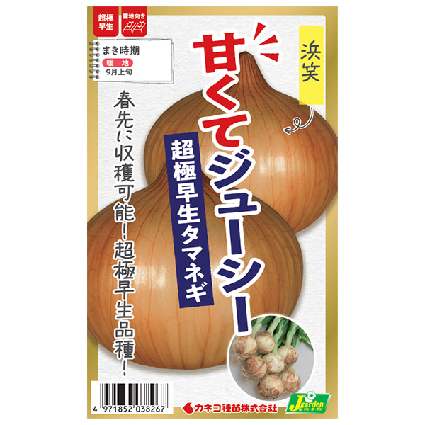 玉ねぎ苗【⭕️浜笑1000本⭕️マッハ2000本⭕️】【野菜苗】【玉葱苗】 玉ねぎ苗【⭕️浜笑1000本⭕️マッハ2000本⭕️】【野菜苗】【玉葱苗】