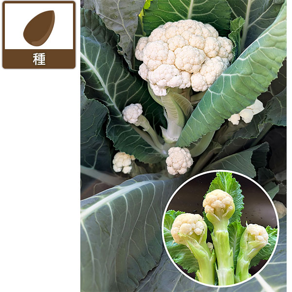 カリフラワー（ブロッコリー）：一代交配 アイスキャンドル[ミニタイプ 7-8月まき 野菜タネ] engei2-10329640 園芸ネット プラス パッケージ画像