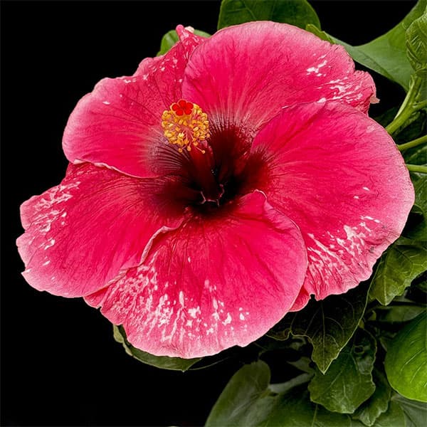 草花の苗/ハイビスカス：エンパイア 4.5号鉢植え