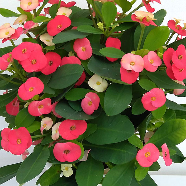 草花の苗/トゲ無し大輪ハナキリン（花キリン）：シャインキッス・レッド系3.5号ポット