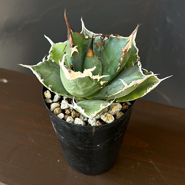 楽天市場】agave potの通販