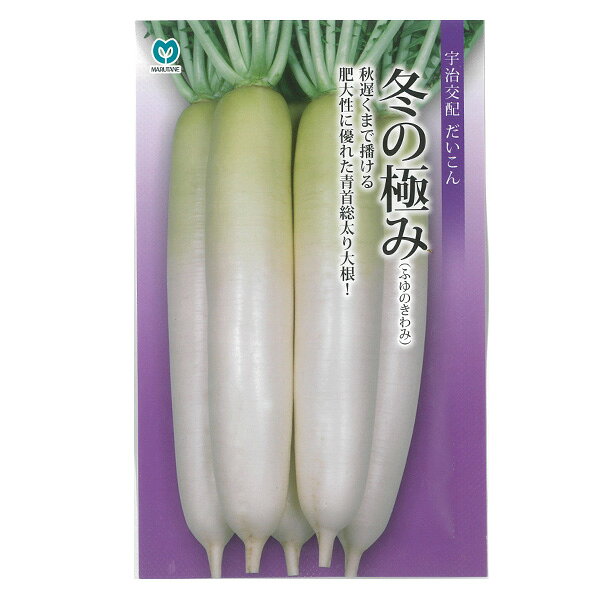 タネ・小袋 野菜の種 丸種 宇治交配 8〜10月まき 種 タネダイコン（大根）：冬の極み 2袋セット耐寒性に優れ、厳寒期どりで根長37〜40cm・根径7〜8cmとなる、低温伸長性・肥大性に優れた尻づまりの良い青首総太り大根です。葉色は濃く、草姿は立性で密植栽培が可能です。青首部は鮮緑色、肌は純白で滑らか、ヒゲ根は細く、揃い・外観品質ともに優れています。肉質は緻密で肉色の白い品種です。ス入りは遅く、生理障害にも強いです。※種袋のデザインが変わる場合があります。まき時：寒冷地・中間地8月〜9月、暖地9月〜10月容量：3mlダイコン（大根）：冬の極み 2袋セットの栽培ガイド春から始める、ベランダ菜園種まきの方法：容器の選び方マルチシートのタイプと張り方（野菜の栽培用）種まきの方法：色々なタネ