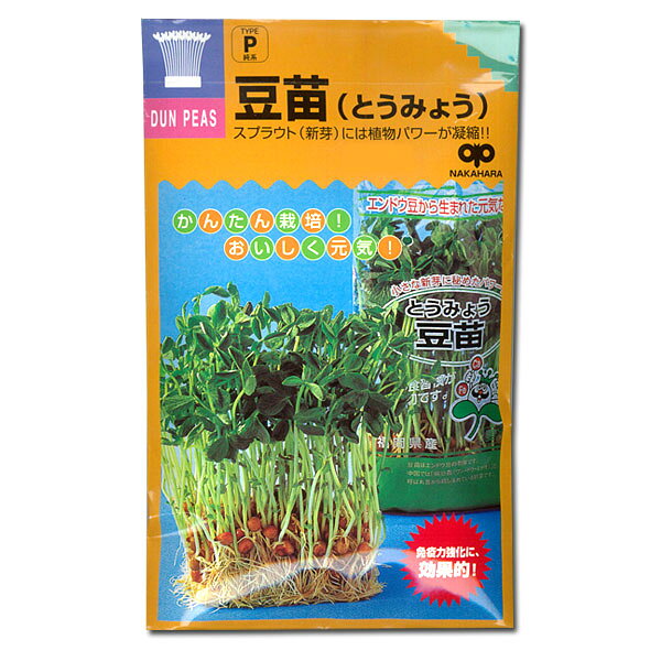 タネ・小袋 種 タネモヤシの種（スプラウト栽培用）：トウミョウ（豆苗） 2袋セット[タネ]もやしは健康野菜としてとても注目されています。種子に含まれるビタミン、たんぱく質やミネラルは発芽時に最大値となるので、新芽はとても栄養価が高いのです。室内で手軽に栽培でき、数日で収穫できます。サラダ、スープ、炒め物、ジュースなどいろんな料理で楽しめる点も魅力です。豆苗（トウミョウ）は、エンドウマメのスプラウトですが、油との相性がよく、中華料理などにもよく利用されます。種を一晩水に浸しておいたほうが発芽しやすくなります。豆の部分は食べられませんので、根元から2〜3cmの部分をカットしてご利用ください。まき時：通年発芽適温：20〜25度収穫期：種まきから1週間〜10日後　種数：30ml用途：サラダなど生産国：オーストラリア（無消毒種子）種まき：容器の底にスポンジやキッチンペーパーなどを敷き、しっかり濡れるまで水を入れ、その上に種子が重ならないようにまきます。暗い場所に置き、種がしっとり濡れるまで霧吹きなどで水を与えます。根が張れば、直接容器に水を注ぎ、毎日取り替えます。育て方：5〜6cm程度に伸びたら、日当りのよい窓際などに置き、日光を当てて緑化させます。緑化させると栄養価もアップします。1週間から10日ほどで収穫できます。モヤシの種（スプラウト栽培用）：トウミョウ（豆苗） 2袋セット[タネ]の栽培ガイドスプラウト（もやし）栽培梅雨時、暑い季節のもやし（スプラウト）管理法種まきの方法：容器の選び方種まきの方法：色々なタネ