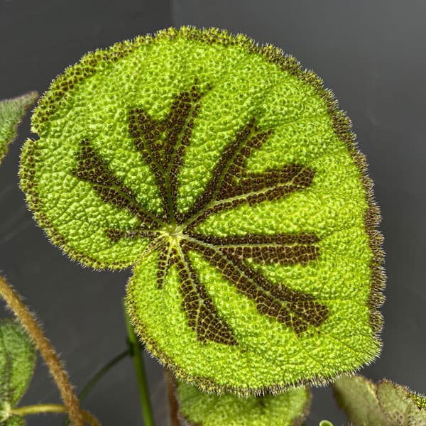 観葉植物/ベゴニア（根茎）：マッソ二アーナ マクラータ 5号鉢植え*