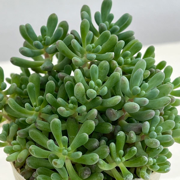楽天市場】多肉植物 スプリングワンダーの通販