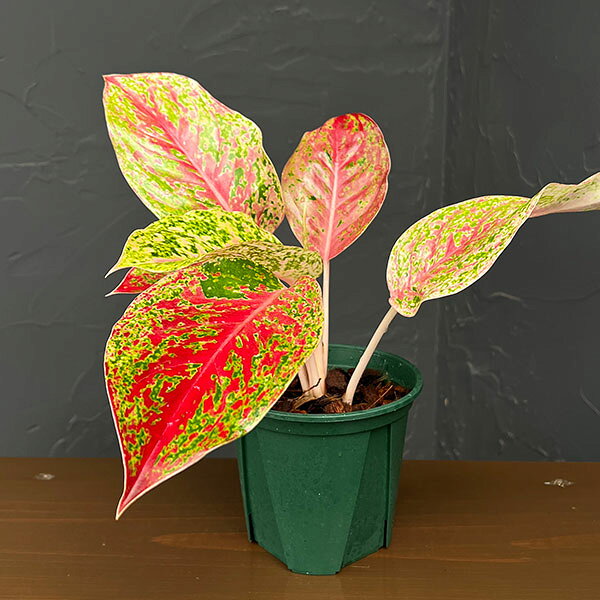 観葉植物/アグラオネマ：ラクサブ レッド 4号鉢植え