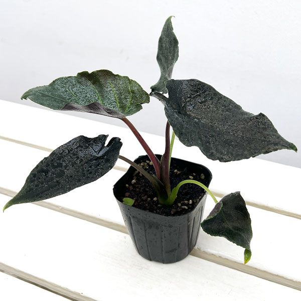楽天市場】アロカシア（カラーブラック）（花・観葉植物｜花・ガーデン