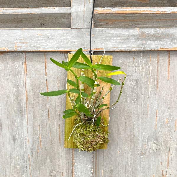 楽天市場】DENDROBIUM デンドロビウムの通販