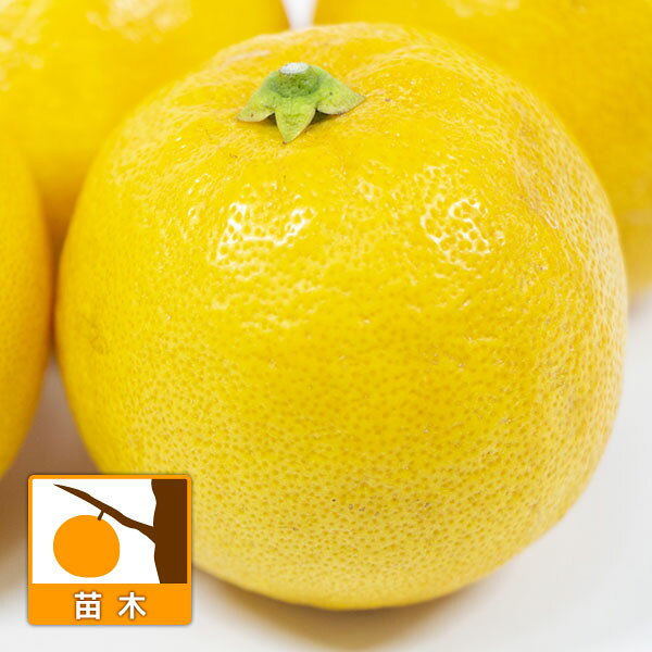 果樹の苗/レモン：レモネード8号鉢...