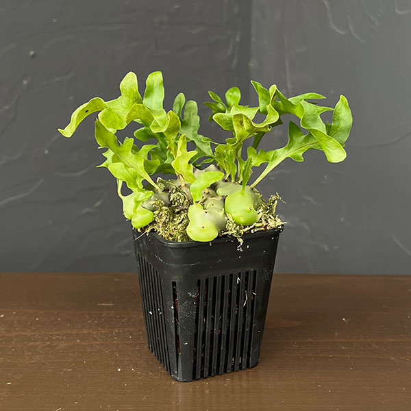楽天市場】多肉植物 ルノーディーンの通販