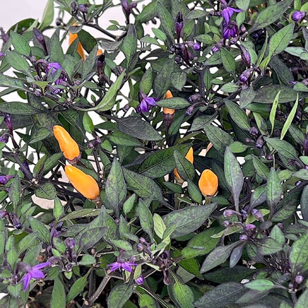 草花の苗/トウガラシ：キャンドルフ...
