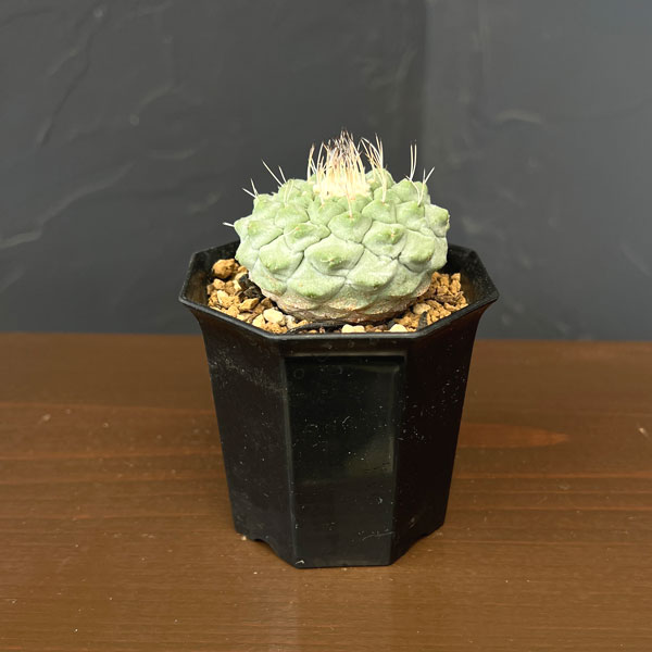 楽天市場】サボテン 菊水の通販
