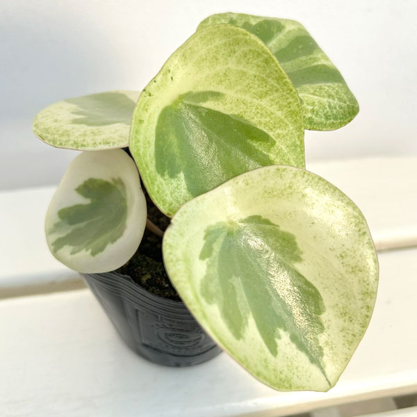 観葉植物/ペペロミア：バーダントフ...