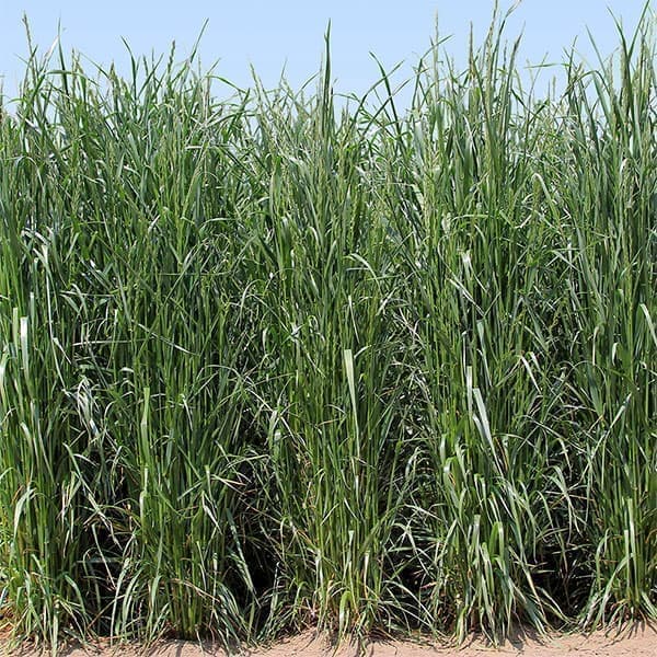 牧草 猫草（ペット用）牧草種子：イタリアン さつきばれEX（中生種）1kg[飼料用イタリアンライグラス タネ 秋まき]イタリアンライグラスは世界的に需要が多いイネ科牧草。関東以西温暖地の秋冬作のメイン草種です。「さつきばれEX」は中生種、中期利用型の定番品種です。草丈は高く、アップライトな草姿です。「さつきばれ」の耐倒伏性・収量性をさらに改良し、パワーアップした品種となります。株元から倒伏しにくく収穫ロスが少ないです。乾草、ラップサイレージに適します。★登録品種(登録名　KAIR-12M)　★海外持出禁止(公示(農林水産省HP)参照)播種量：10アールにつき2-4kg（播種適期から大きく外れる場合には4-6kgに増量します）まき時：10月-11月（耐寒性・耐雪性が低いため関東以西で利用します）草丈：140cm生草収量：9,000kg/10a（1番草）乾物収量：1,700kg/10a（1番草）利用法：サイレージ、乾草育て方：必要に応じ、堆肥、土壌改良材を投入し、ロータリー等で耕起・整地します。元肥として化学肥料をNPK成分で5-8kg/10aあたり施用します（8-8-8-化成で約100kg）。各品種に適した播種量をブロードキャスター、ライムソワーなどで栽培体系にあった時期に播種します。播種後ロータリーなどで軽くを行ないます。発芽、生育を良好とするためにローラーで鎮圧します。※こちらの商品は、宅配便でのお届けを要する商品です。送料は宅配便送料となりますので、ご了承ください。※写真はイメージです。牧草種子：イタリアン さつきばれEX（中生種）1kg[飼料用イタリアンライグラス タネ 秋まき]の栽培ガイド種まきの方法：容器の選び方種まきの方法：色々なタネ