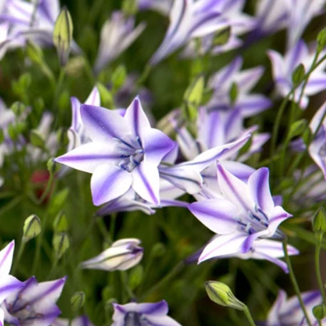 小型 秋植え球根 5月〜6月開花 植えたままでも毎年咲く愛らしい花球根/ブローディア(トリテレイア)：フォクシー5球セットトリテレイア（旧名ブローディア）の中でも人気の高い品種。白弁にラベンダーブルーのラインが爽やかで、切花に最適です。北アメリカ原産の丈夫な球根植物です。秋植え球根としては開花が遅めで、初夏に花を咲かせた後休眠します。植えっぱなしでもよく育ち、自然に分球して殖えていきます。学名：Triteleia laxa 'Foxy'タイプ：キジカクシ科トリテレイア属の耐寒性球根植物草丈：約30〜50cm植え時：10〜11月開花期：5〜6月頃用途：鉢植え、庭植え、切り花別名：ヒメアガパンサス栽培方法：5号鉢に3〜5球で深さ3cm、地植えの場合は5〜7cm感覚で、深さ7〜10cmに植えつけてください。土質は特に選びませんが、水はけのよい山土を好みます。草丈が低いので、花壇では前景に植えてください。1〜2月に薄い液肥を与えると花に元気が出ますが、多肥は腐る原因になるためご注意ください。栽培はとても簡単です。野生種に近いので、手をかけすぎるとかえって逆効果の場合があります。肥料も控えめにして、2〜3年植えっぱなしのほうが元気よく咲いてくれます。掘りあげる場合は6月頃に行い、乾燥貯蔵して10月頃再度植えつけてください。写真は開花時のイメージです。※球根の表皮が剥けていたり、細かな傷がある場合がありますが、生育には支障ありません。ブローディア(トリテレイア)：フォクシー5球セットの栽培ガイド秋植え球根のダブルデッカー植え球根の植付け秋植え球根【秋植え球根】植えつけ深さの目安