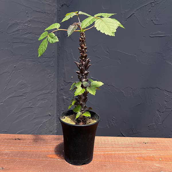 観葉植物/ベイセリア：メキシカーナ 3号26-01