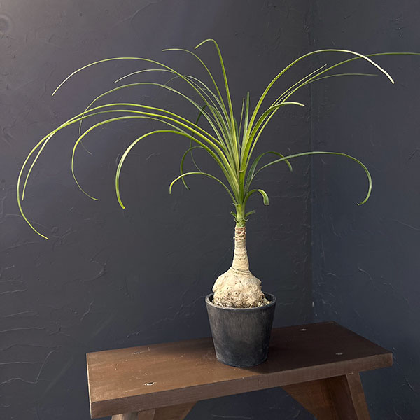 観葉植物/トックリラン：じっくり育てたトックリラン（ノリナ）樹形セレクト 4号26-02 engei2-10331704 園芸ネット プラス パッケージ画像