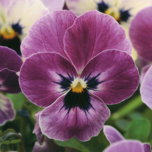 草花の苗/ビオラ：ソルベXPラズベ...