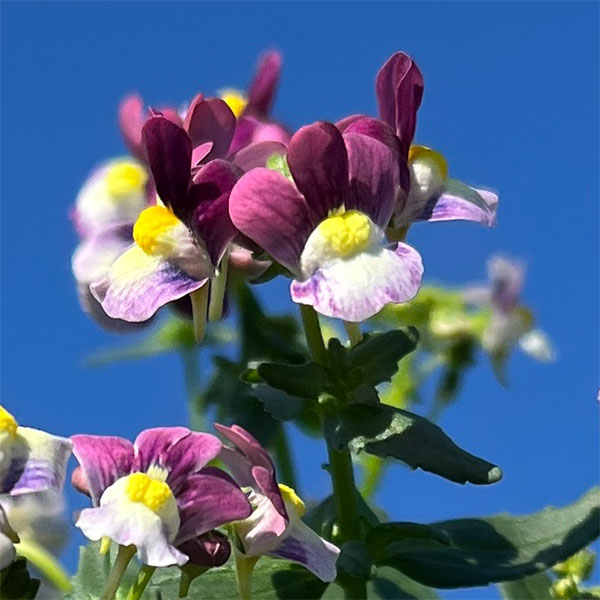 草花の苗/ネメシア：メノールデュア...