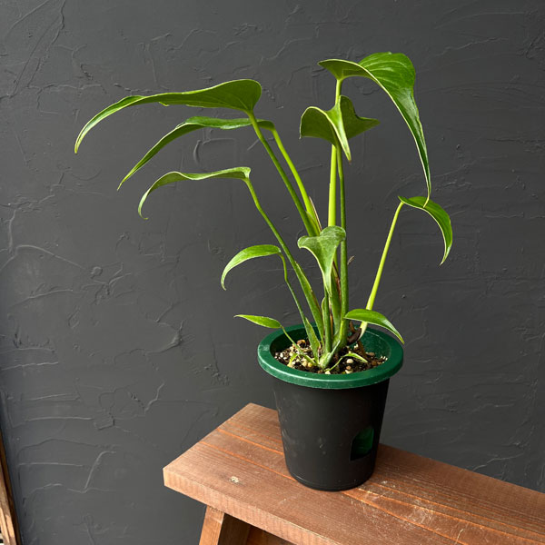 観葉植物/モンステラ：バールマルクスフレーム 5号鉢植え25-03