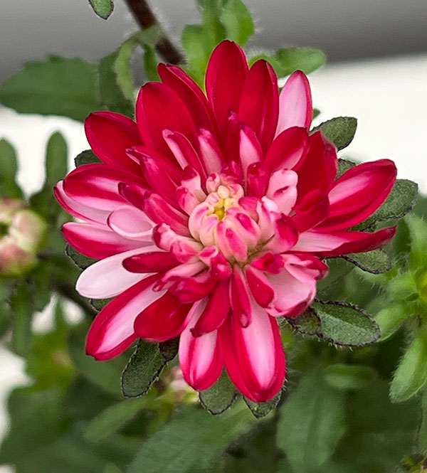 草花の苗/アスター：ココット マーブルレッド3.5号ポット