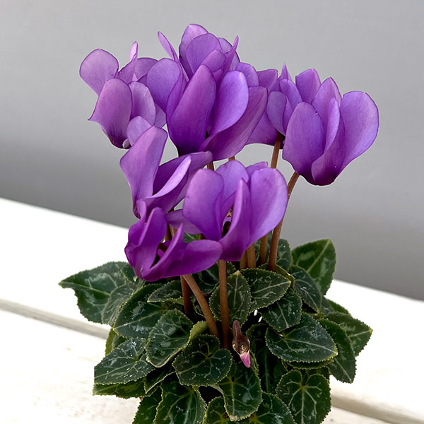 草花の苗/シクラメン：ミニョン ドラゴン ライトブルー2号ポットのサムネイル