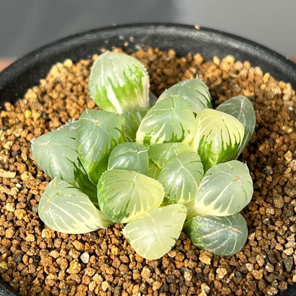 観葉植物/ハオルチア：姫オブツーサ...