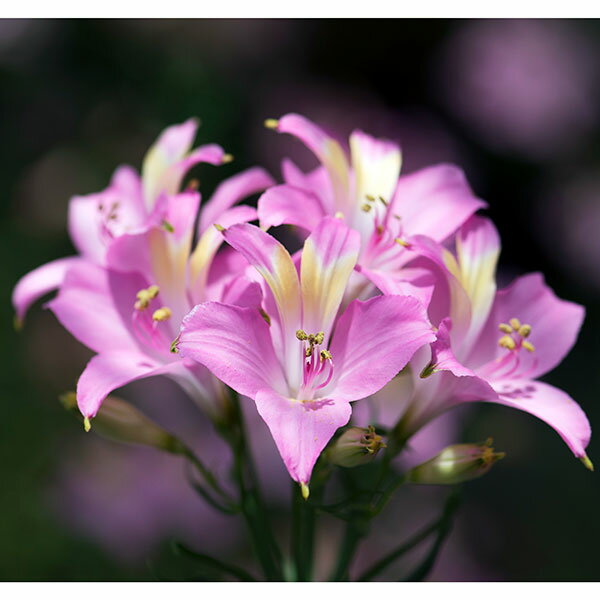 球根/アルストロメリア：スポットレス テスティピンク1球