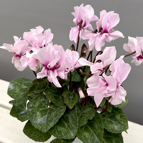 草花の苗/シクラメン：プティムーラン ライトピンク3号ポット（北海道産充実株）のサムネイル