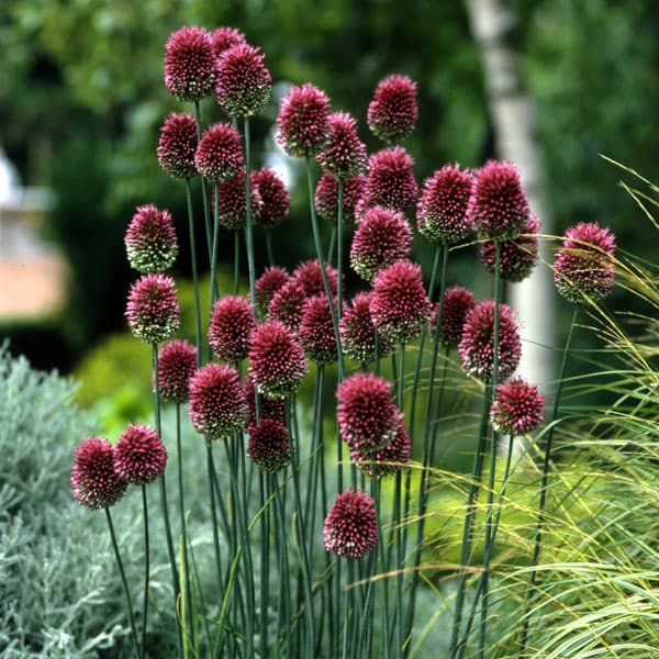 球根/アリウム：スファロセファラム（丹頂）5球セット