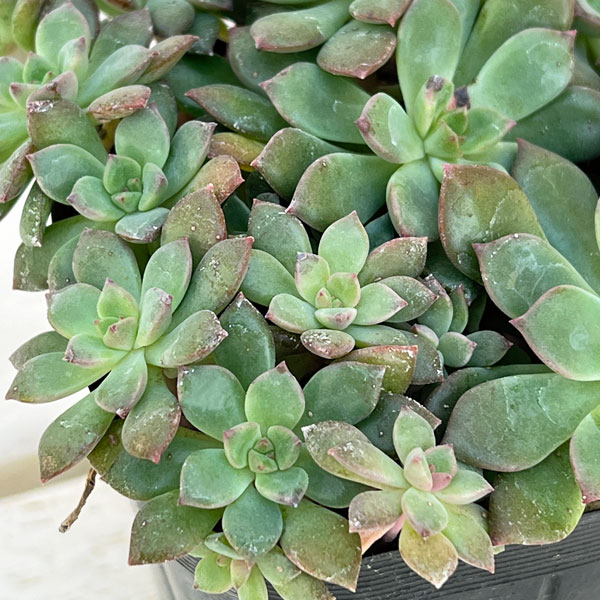 観葉植物/エケベリア：エメラルドリップ 3.5号ポット