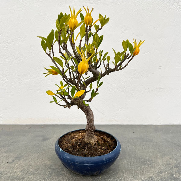 クチナシ：曲がり（実付き）陶器鉢植え