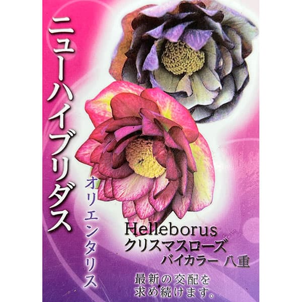 楽天市場】広瀬園芸 クリスマスローズ ソレイユの通販