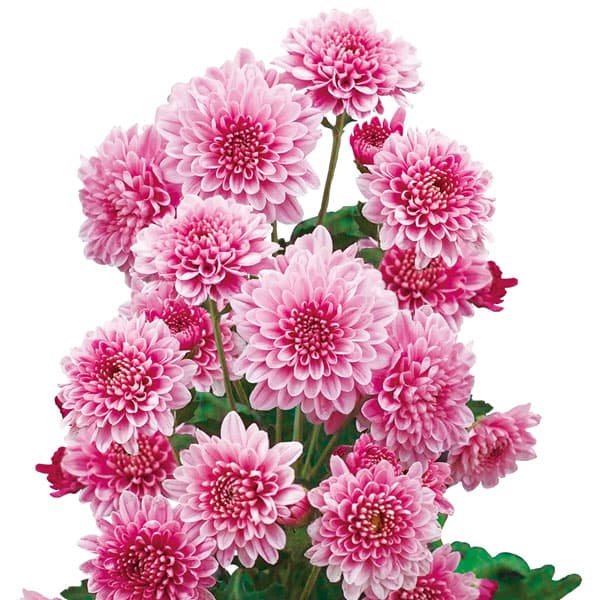 楽天市場】菊苗の通販