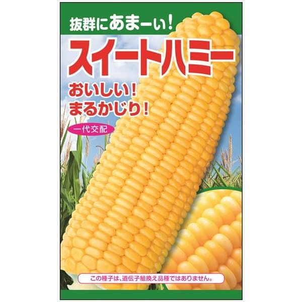 トウモロコシ（スイートコーン）：スイートハミー の種[抜群に甘い！ 野菜タネ]