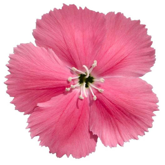 草花の苗/[送料無料]ダイアンサス：ダイアナ ピンク3.5号ポット 12株セット