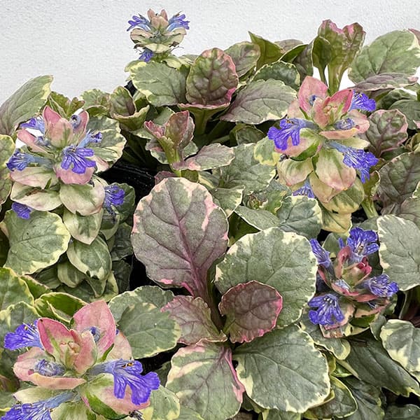 [����̵��]�����奬���С�����ǥ��������ʥޥ�����顼��3��ݥå� 12�����å�