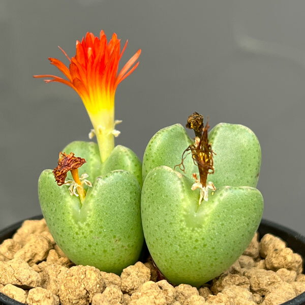 観葉植物/コノフィツム：祝典 2.5号ポット