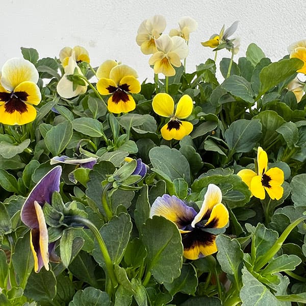 草花の苗/見元園芸さんのビオラ：トルニー（イエロー系）3.5号ポット 3株セット