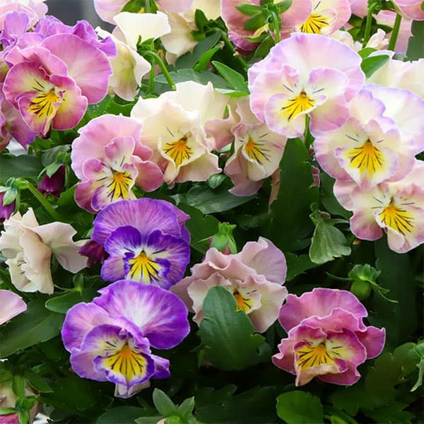 草花の苗/MSKガーデン中大輪フリンジパンジー：フレンチカンカン 七変化3号ポット 3株セット