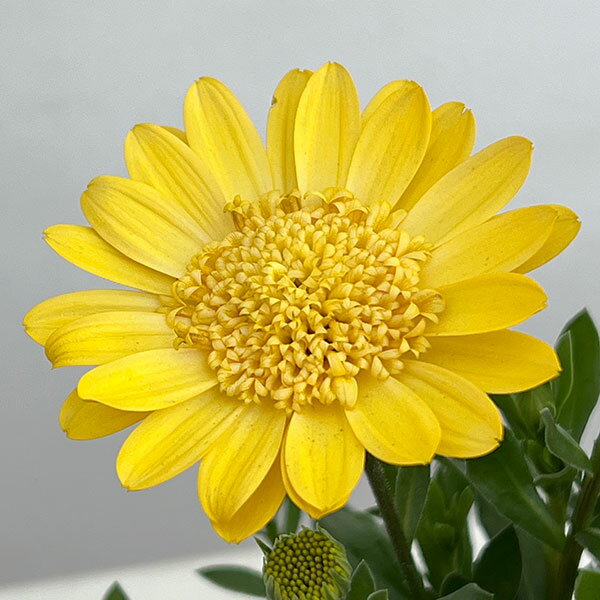 草花の苗/オステオスペルマム：プリンセス（八重）サニータルト4号鉢