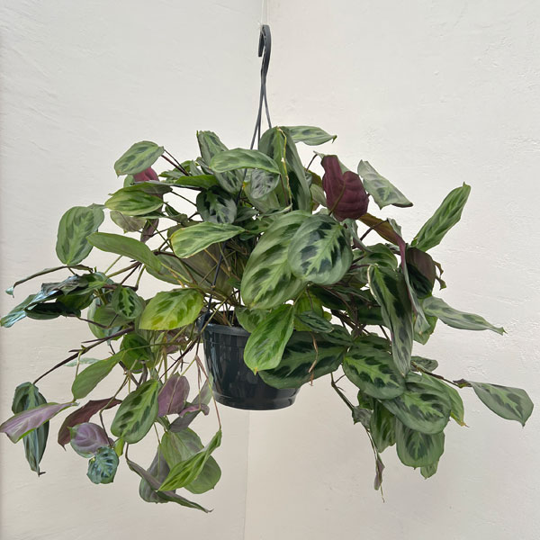 楽天市場】マランタ 植物（観葉植物｜花・観葉植物）：花・ガーデン