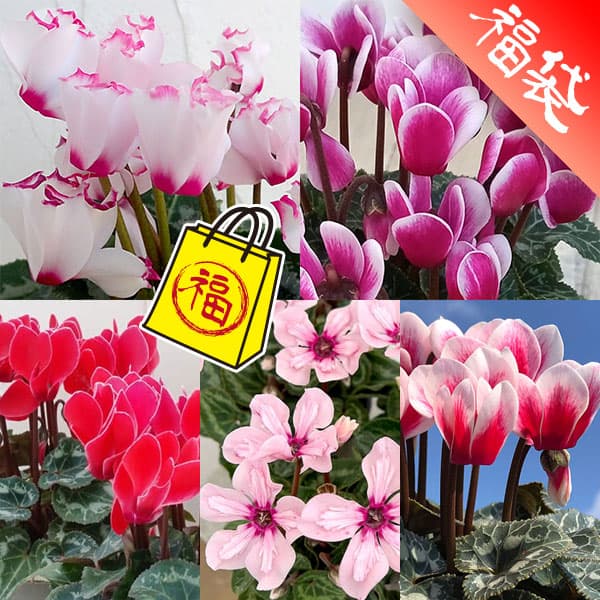 草花の苗/シクラメン：5品種セット