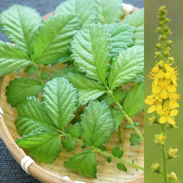 若芽や若葉を和え物などに 美容・健康業界で大きな注目を集めています野菜の苗/キンミズヒキ（金水引）3.5号ポット** 6株セットキンミズヒキは古くから、若芽や若葉を軽く茹で水にさらし、お浸しや汁の実、和え物などの山菜利用や生薬と利用されてきましたが2025年、キンミズヒキは美容・健康業界で大きな注目を集めています。山野に自生する多年草で、黄色の小さな五弁花を7月頃〜8月に穂状に咲かせます。非常に強健でよく育ちます。冬場は地上部が枯れ、また翌年新芽が出ます。秋口に衣服にくっつく実がつきます。耐寒性・耐暑性の強い多年草で、こぼれ種でよく増えます。学名Agrimonia pilosaタイプバラ科キンミズヒキ属の耐寒性多年草（マイナス15度までは屋外で冬越し可能）草丈40-80cm開花期6-10月収穫時期4-5月用途庭植え、鉢植え日照日なた育て方：非常に丈夫で、地植えはもちろん鉢植えにも向きます。乾燥を嫌うので、強い風の当たらない場所を選び、土が乾きすぎないように気をつけます。肥料は植え付け時の元肥に緩効性化成肥料を施し、花後と春に追肥を施してください。鉢植えの場合には根の成長が活発なため1〜2年ごとに植え替えの必要があります。写真は成長時（開花時）のイメージですが、お届けの際は苗の状態です。冬は地上部がない状態となります。キンミズヒキ（金水引）3.5号ポット** 6株セットの栽培ガイド春の山菜